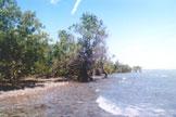 Mangrove shore line