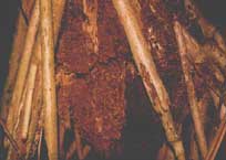 termite root