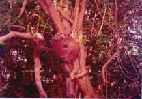 termite tree