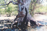 angrove trunk