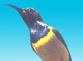 Male Sunbird