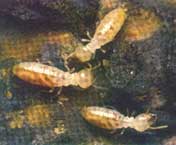 termite big
